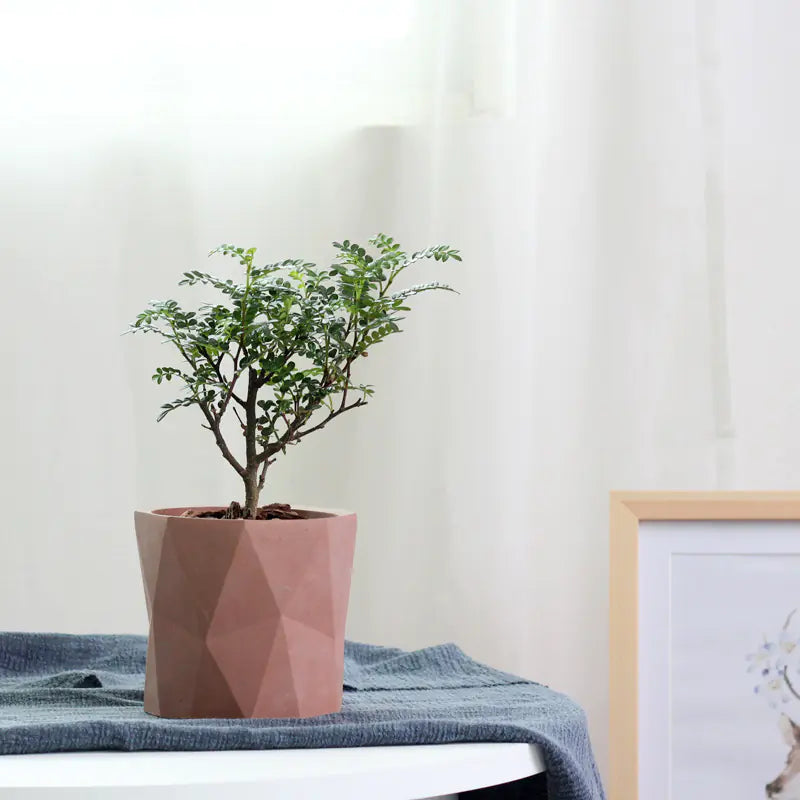 Geometric Cement Plant Pot
